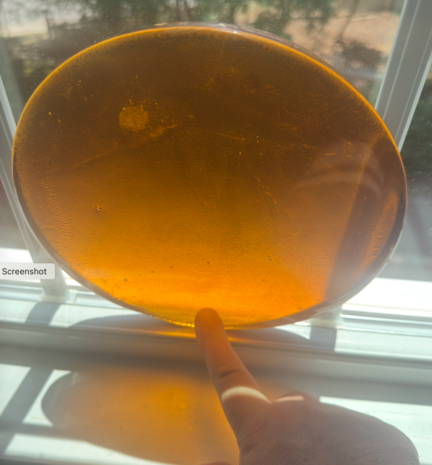 8 x 1/2 Inch Circle / Round - Golden Amber
