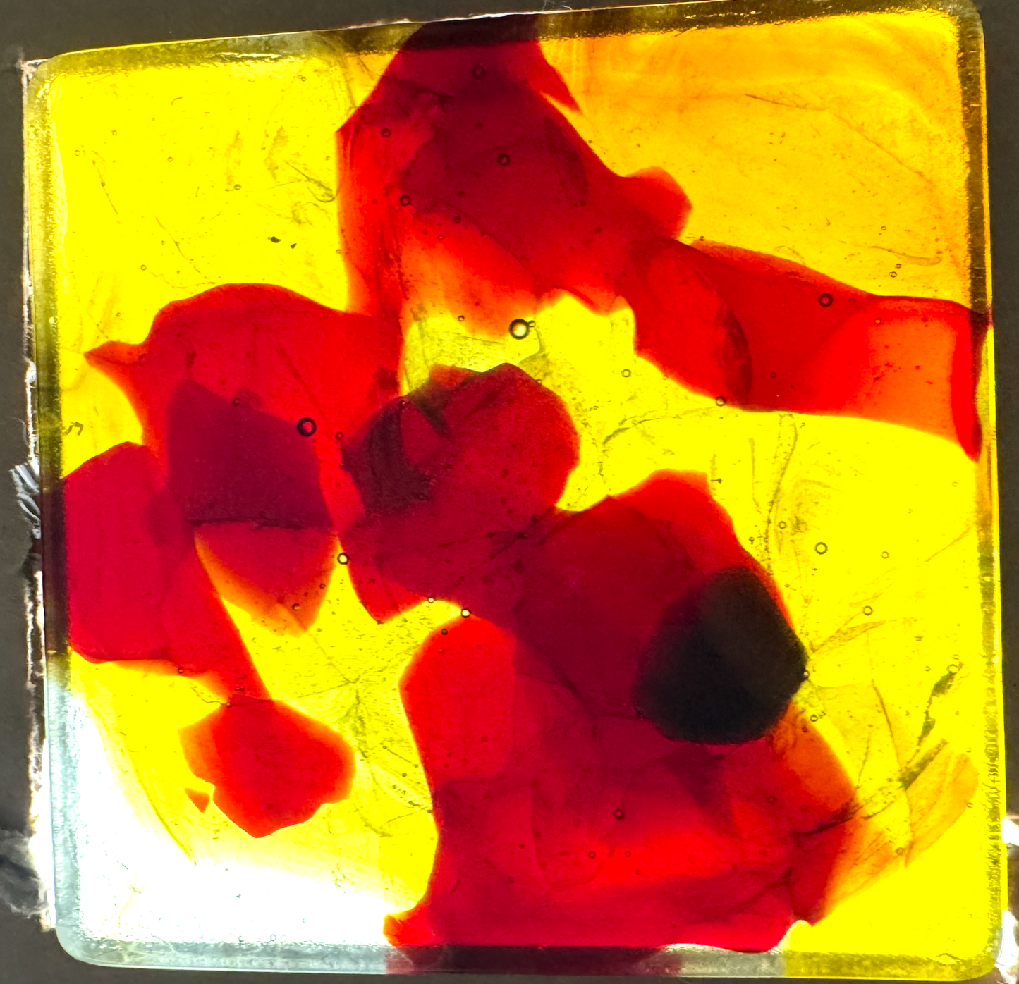 6 x 6 x 1/2 Inch Tile - Transparent Honey / Red in Clear